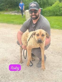 Ruby -  Labrador Retriever Dog for Adoption in Clarksburg, Ontario - Ruby | PetCurious
