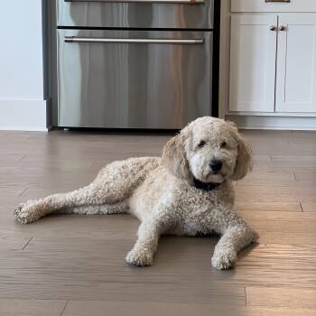 Goldendoodle Dogs Available for Adoption in Brentwood, Tennessee - Moose | PetCurious