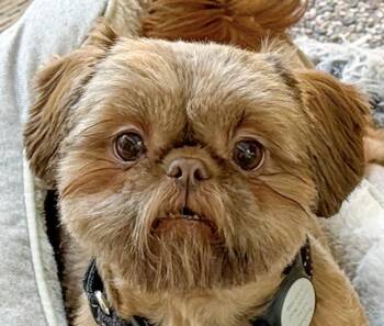Rescue Shih Tzu Dogs for Adoption in San Ramon, California - Mocha | PetCurious