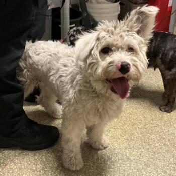 IVHS-Stray-143873 -  Terrier and Poodle Dog for Adoption in San Gabriel, California - IVHS-Stray-143873 | PetCurious