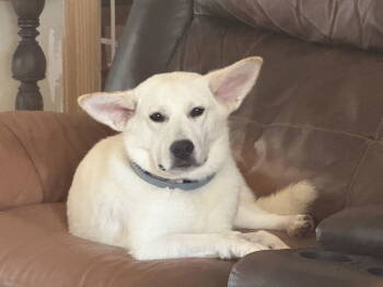Rescue White German Shepherd Dogs for Adoption in Londonderry, New Hampshire - Dee | PetCurious