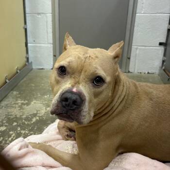 Mixed Breed Dogs Available for Adoption - Beauty | PetCurious