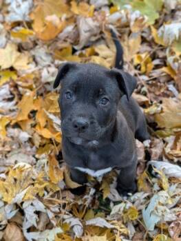 Rescue Mixed Breed Dogs for Adoption in Alma, Wisconsin - Remy | PetCurious