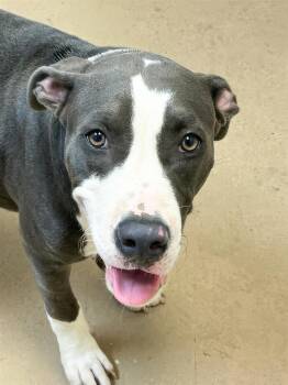 Gelato -  Mixed Breed Dog for Adoption in Nashville, Tennessee - Gelato | PetCurious