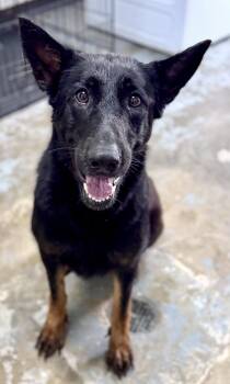 Lakelyn -  Mixed Breed Dog for Adoption in Shelburne, Vermont - Lakelyn | PetCurious
