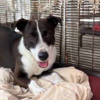 Nebula -  Border Collie and Mixed Breed Dog for Adoption in Griswold, Connecticut - Nebula | PetCurious