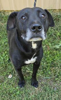 Rescue Labrador Retriever Dogs for Adoption in New York, New York - Rocky *foster Neededd* | PetCurious