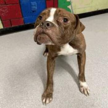 Boxer Dogs Available for Adoption - Jackson | PetCurious
