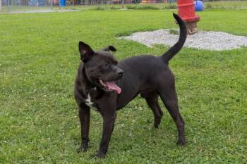 Rescue American Staffordshire Terrier Dogs for Adoption in Clay City, Kentucky - Whitt | PetCurious