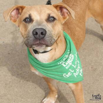 Rescue Shepherd and Retriever Dogs for Adoption in Washington, District Of Columbia - Waffle | PetCurious