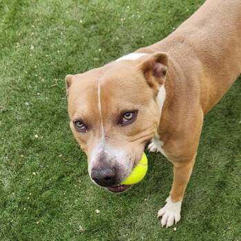 Chief JuM -  Pit Bull Terrier Dog for Adoption in Austin, Texas - Chief JuM | PetCurious