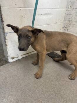 NUGGET -  Pit Bull Terrier and Mixed Breed Dog for Adoption in San Bernardino, California - NUGGET | PetCurious