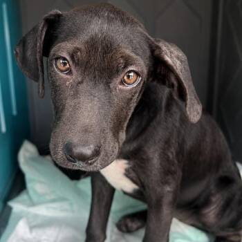 Cinder -  Pit Bull Terrier and Shepherd Dog for Adoption in Brockport, New York - Cinder | PetCurious