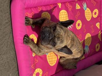 French Bulldog Dogs Available for Adoption in North Freedom, Wisconsin - Django | PetCurious