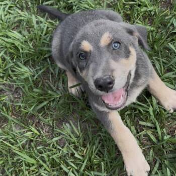 German Shepherd Dog Dogs Available for Adoption in Cleveland, Texas - Blu | PetCurious