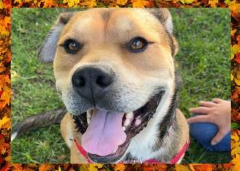 Rescue German Shepherd Dog Dogs for Adoption in Ojai, California - WINSTON | PetCurious