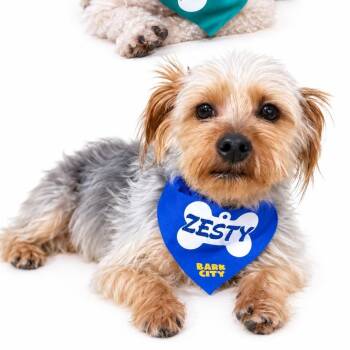 Zesty -  Yorkshire Terrier Dog for Adoption in Baton Rouge, Louisiana - Zesty | PetCurious