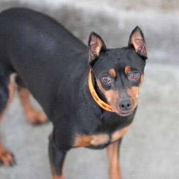 Ruby Rose (AG26-205) -  Miniature Pinscher Dog for Adoption in Peyton, Colorado - Ruby Rose (AG26-205) | PetCurious