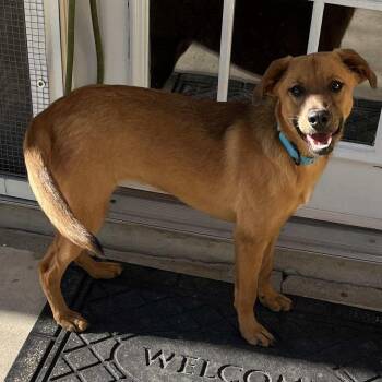 Rescue Black Mouth Cur and Terrier Dogs for Adoption in Seguin, Texas - Harmony | PetCurious