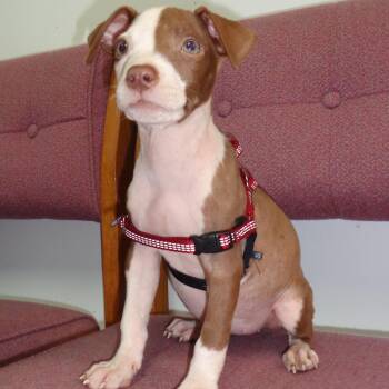 Rescue Terrier Dogs for Adoption in Miami, Florida - LEWEY-TRAINED DOG | PetCurious