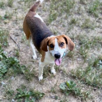 Hound Dogs Available for Adoption in Wake Forest, North Carolina - Needham | PetCurious