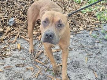 Rescue English Bulldog and Mixed Breed Dogs for Adoption in Fort Lauderdale, Florida - CLOUD | PetCurious
