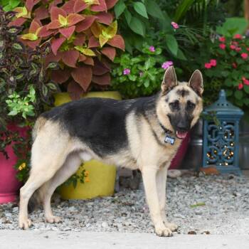 Royal -  Shepherd Dog for Adoption in Wake Forest, North Carolina - Royal | PetCurious