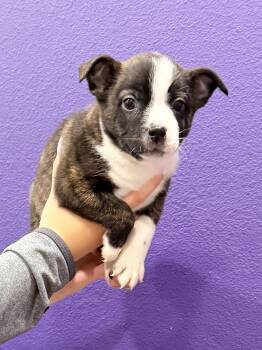 Bingo -  Boston Terrier and Australian Cattle Dog Blue Heeler Dog for Adoption in Baker, Louisiana - Bingo | PetCurious