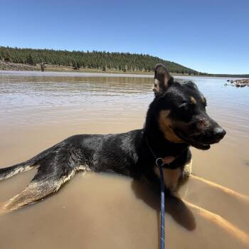 Sam -  German Shepherd Dog Dog for Adoption in Flagstaff, Arizona - Sam | PetCurious