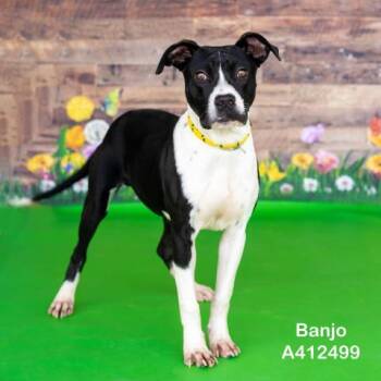 Pit Bull Terrier and Mixed Breed Dogs Available for Adoption in Conroe, Texas - BANJO | PetCurious