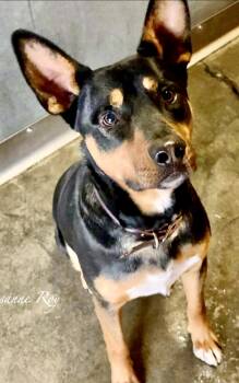 Baxter -  Australian Cattle Dog Blue Heeler and German Shepherd Dog Dog for Adoption in Manhattan Beach, California - Baxter | PetCurious
