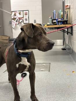 MIA -  Labrador Retriever and Mixed Breed Dog for Adoption in Indianapolis, Indiana - MIA | PetCurious