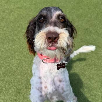 Lola -  Poodle and Mixed Breed Dog for Adoption in Cody, Wyoming - Lola | PetCurious