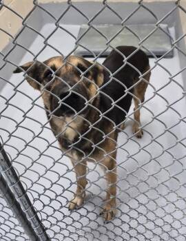 German Shepherd Dog Dogs Available for Adoption - Pen 169 Scarlett | PetCurious