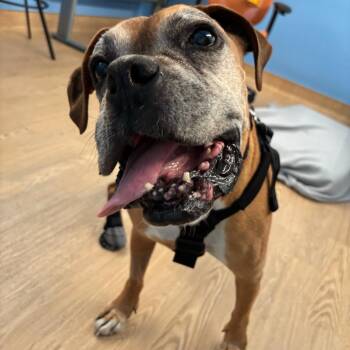 Bow Wow Wow 14525 -  Boxer Dog for Adoption in San Francisco, California - Bow Wow Wow 14525 | PetCurious