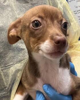Moe -  Chihuahua Dog for Adoption in Golden, Colorado - Moe | PetCurious
