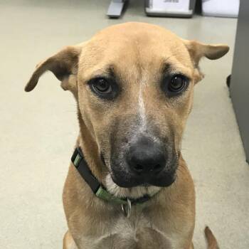 Rescue Shepherd and Carolina Dog Dogs for Adoption in Lynchburg, Virginia - Pumpkin Roll | PetCurious