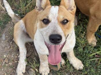 Sienna -  Australian Cattle Dog Blue Heeler and Retriever Dog for Adoption in Green Ridge, Missouri - Sienna | PetCurious