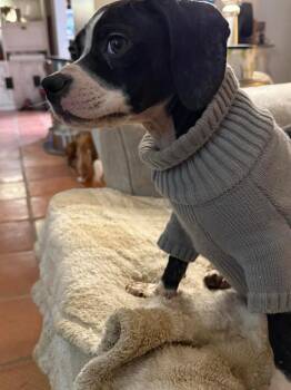 Beagle and Basset Hound Dogs Available for Adoption - Duke | PetCurious