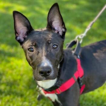 Rescue Belgian Shepherd Malinois and Pit Bull Terrier Dogs for Adoption in Northville, Michigan - Lady | PetCurious