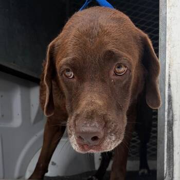 Chocolate Labrador Retriever Dogs Available for Adoption in Edinburg, Texas - Pudge | PetCurious