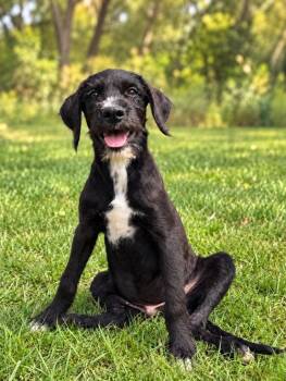 Caleb -  Labradoodle and Labrador Retriever Dog for Adoption in Boerne, Texas - Caleb | PetCurious