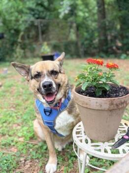 HUDSON -  German Shepherd Dog and Mixed Breed Dog for Adoption in Atlanta, Georgia - HUDSON | PetCurious