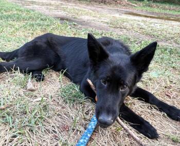 Coju -  German Shepherd Dog Dog for Adoption in Manhattan, Kansas - Coju | PetCurious