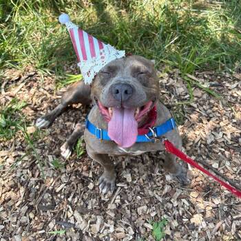 Dory -  Mixed Breed Dog for Adoption in Mentor, Ohio - Dory | PetCurious
