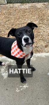Rescue Labrador Retriever and Boxer Dogs for Adoption in Windom, Minnesota - Hattie | PetCurious