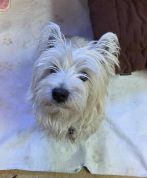 West Highland White Terrier Westie Dogs Available for Adoption - Jaxie | PetCurious