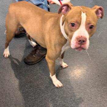 Mixed Breed Dogs Available for Adoption in Allentown, Pennsylvania - LVH-Stray-13360 | PetCurious