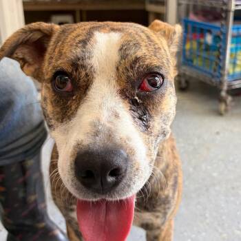 ALPHARETTA - Alicent "Allie" -  Plott Hound and Mixed Breed Dog for Adoption in Blairsville, Georgia - ALPHARETTA - Alicent "Allie" | PetCurious