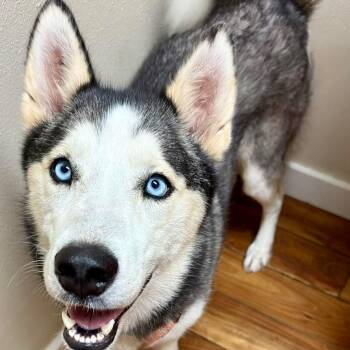 Dolly -  Husky and Siberian Husky Dog for Adoption in Austin, Texas - Dolly | PetCurious